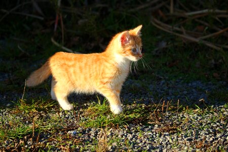 Young cats young cat mackerel photo