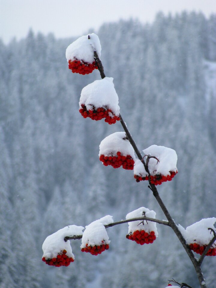 Red berries snow
