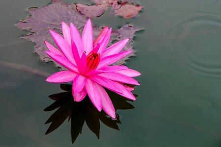 Bo water plants flowers