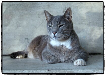 Grey stone animal