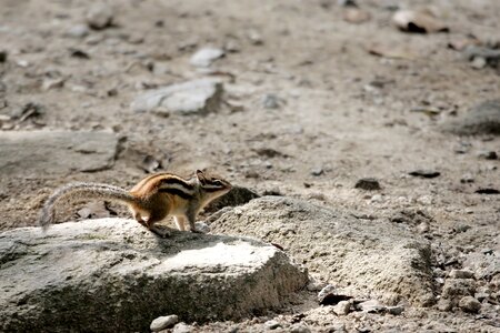 Nature animal siberian chipmunk