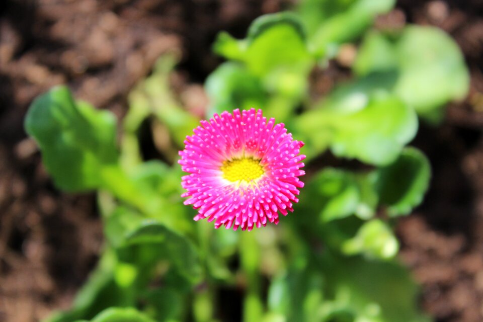 Bellis philosophy blossom bloom