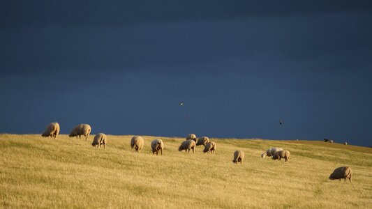 Dike north sea sheep on dyke