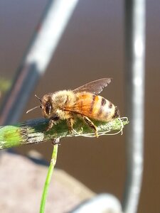 Inflorescence leaf hoverfly photo