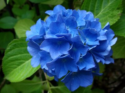 Hydrangea blue plant