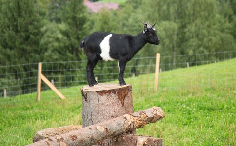 Goat outlook overview