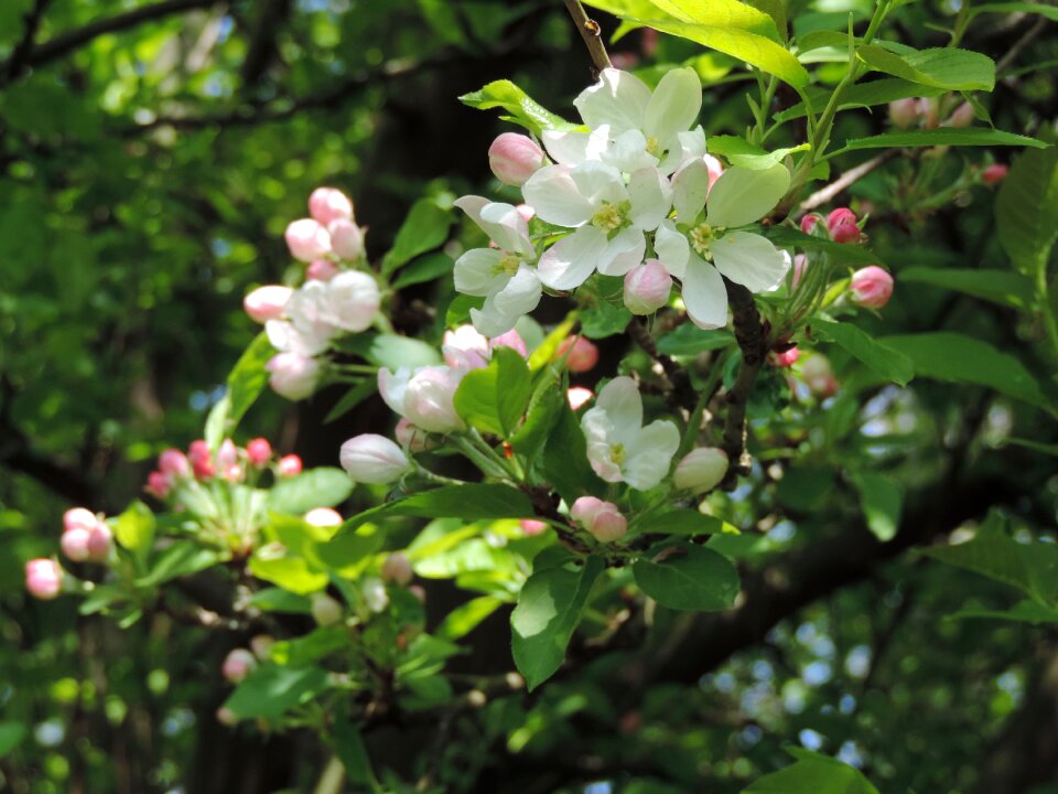 Flowers plant spring