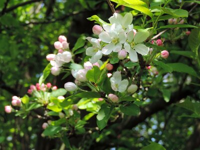 Flowers plant spring