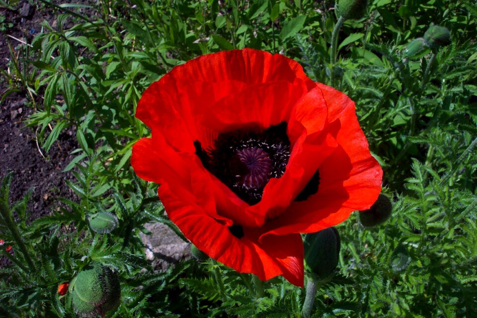 Blossom bloom klatschmohn photo