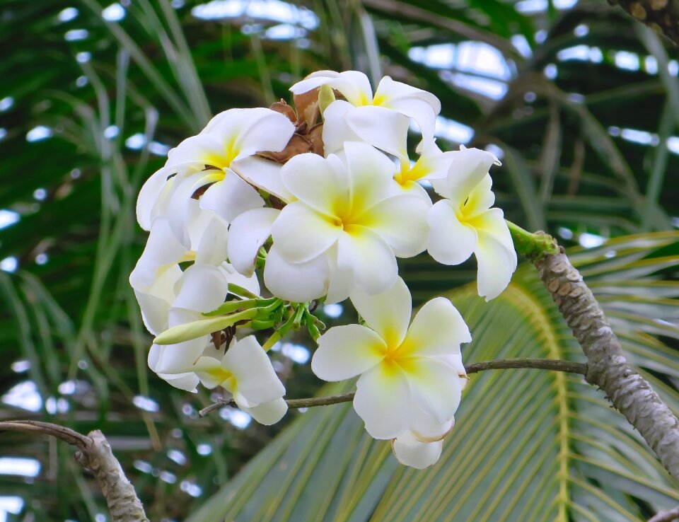 White yellow flower