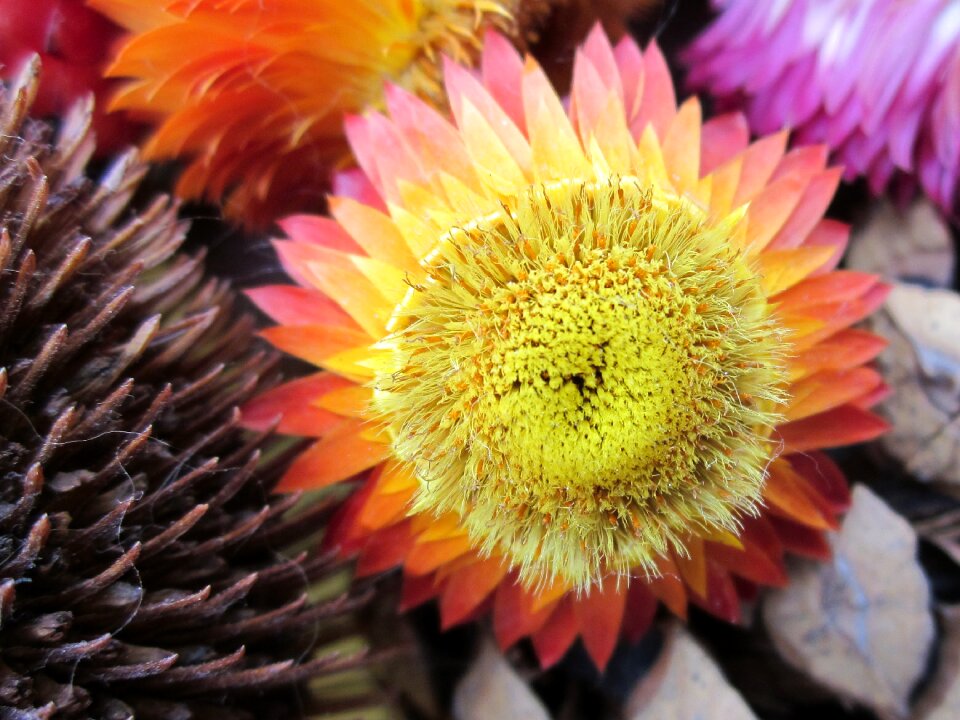 Flowers yellow