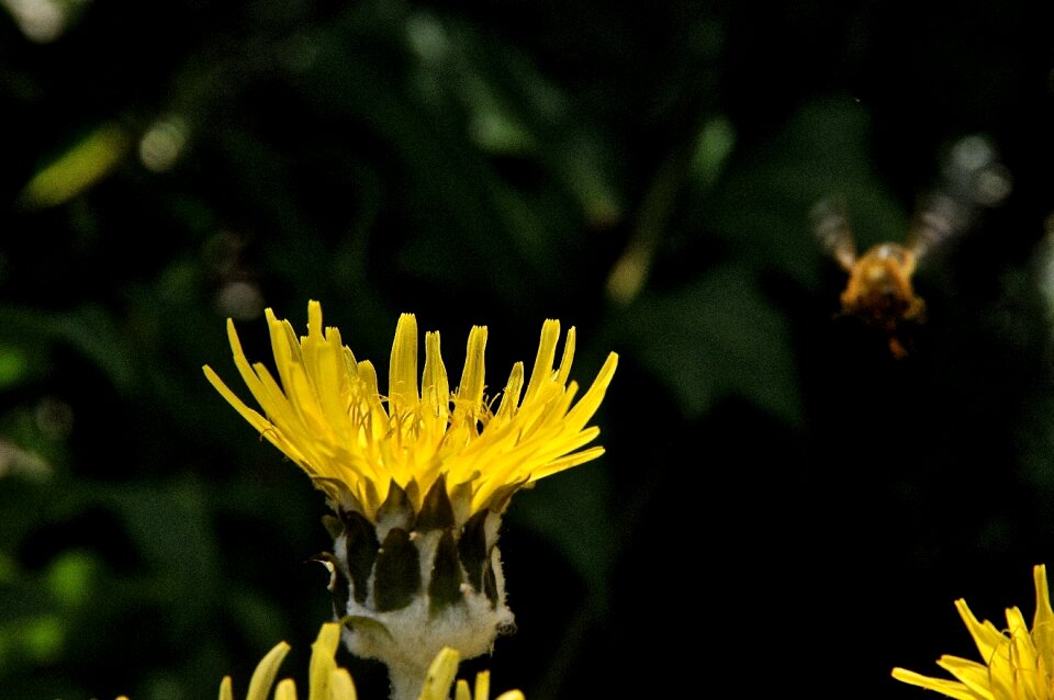 Nature spring yellow flower