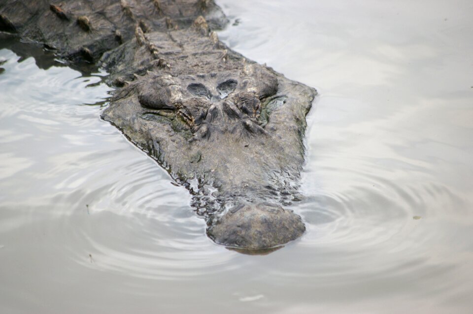 Everglades reptile usa