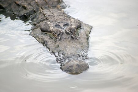 Everglades reptile usa