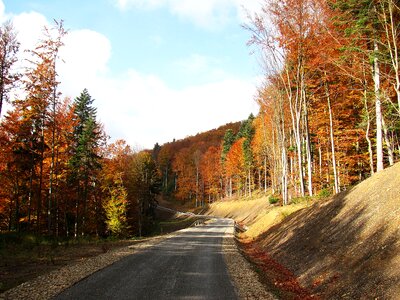 Nature autumn konary