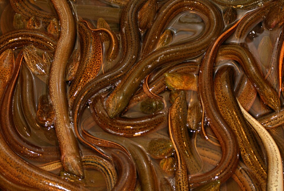 Slippery texture slimy