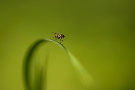 Nature insects macro
