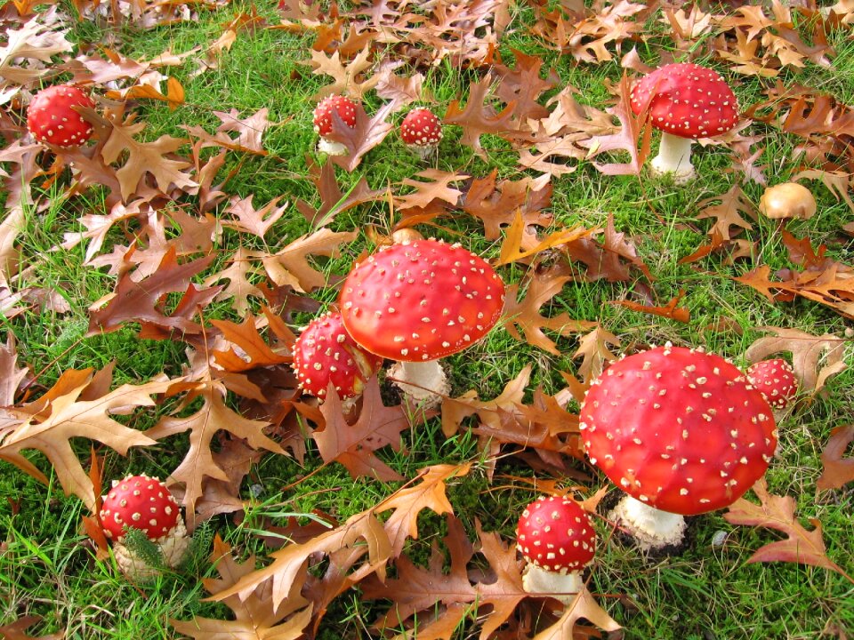 Nature leaves autumn