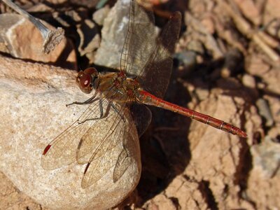 Red dragonfly wings insect