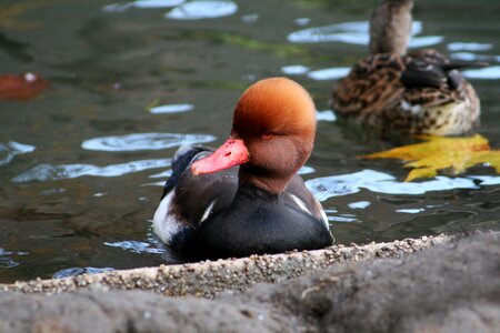 Duck cristate swim