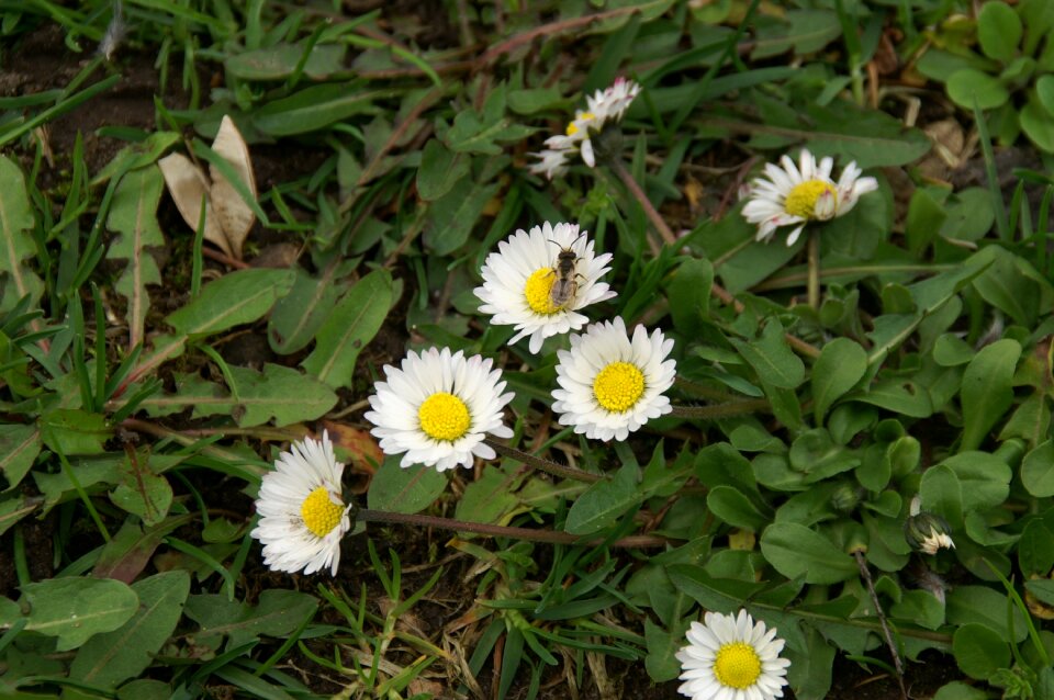 Plant nature meadow