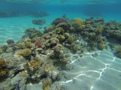 Barrier reef reflected light fish of the gulf