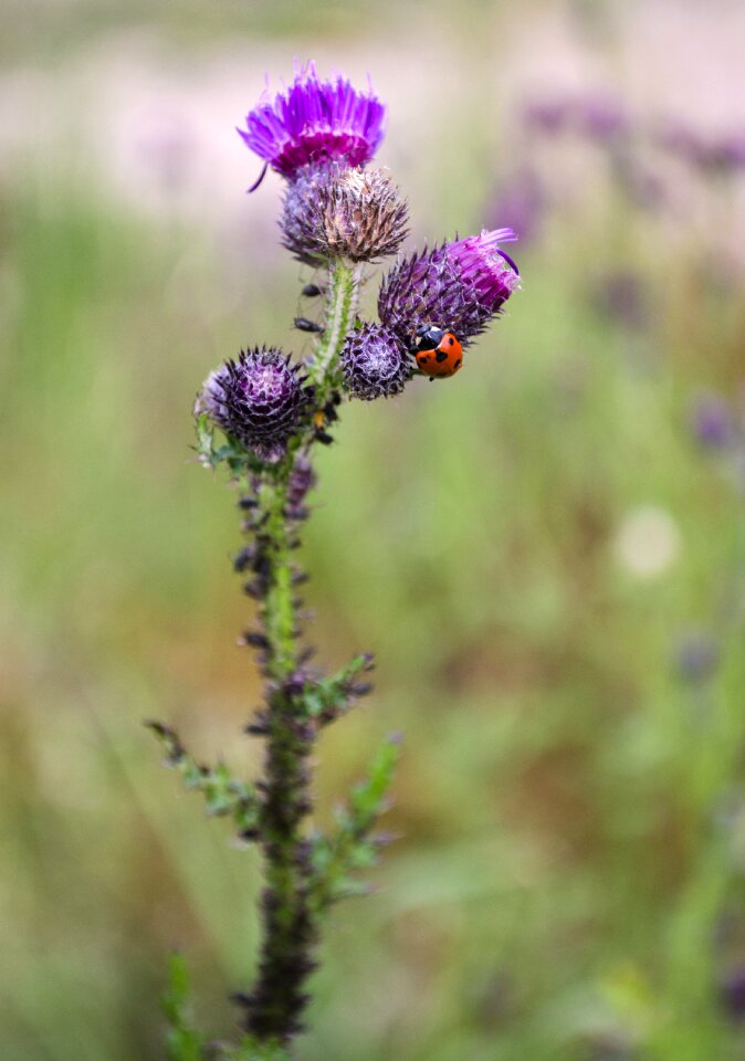 Ladybug thistle nature