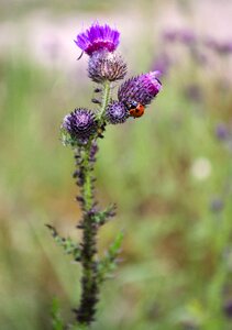Ladybug thistle nature