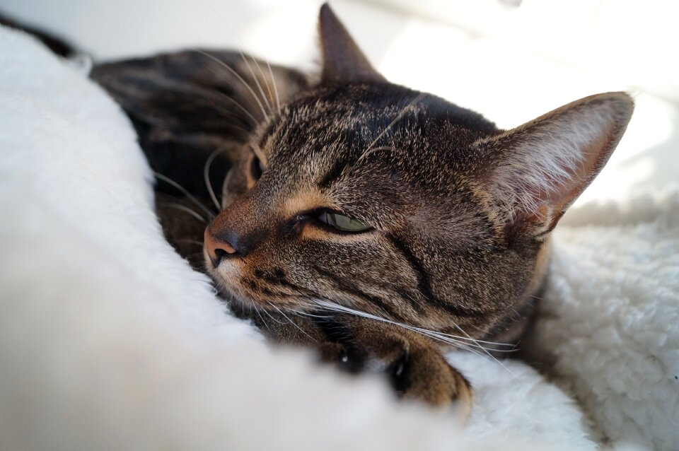 Pet domestic cat sweet
