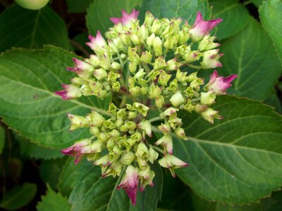Hydrangea pink plant