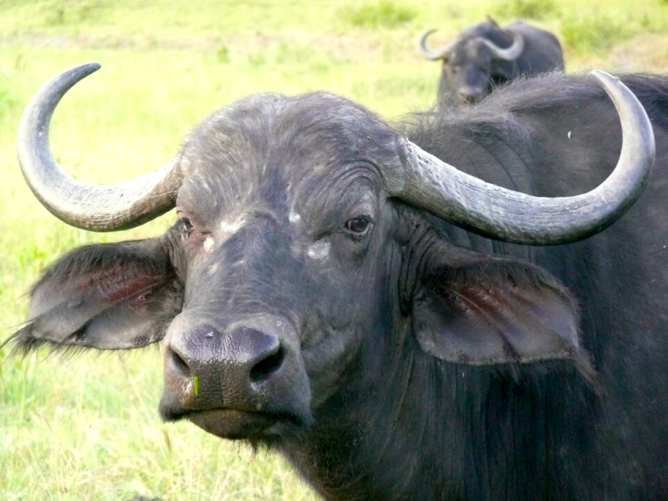 Wild wildlife safari