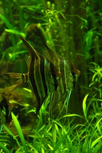 Green water exotarium