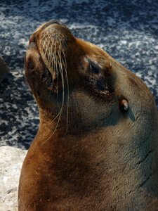 Wildlife ocean marine