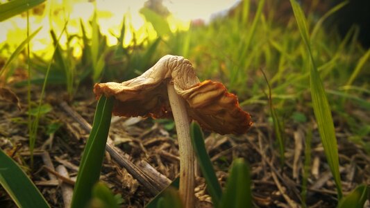 Natural fungus organic