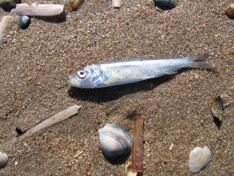 Beach sand coast