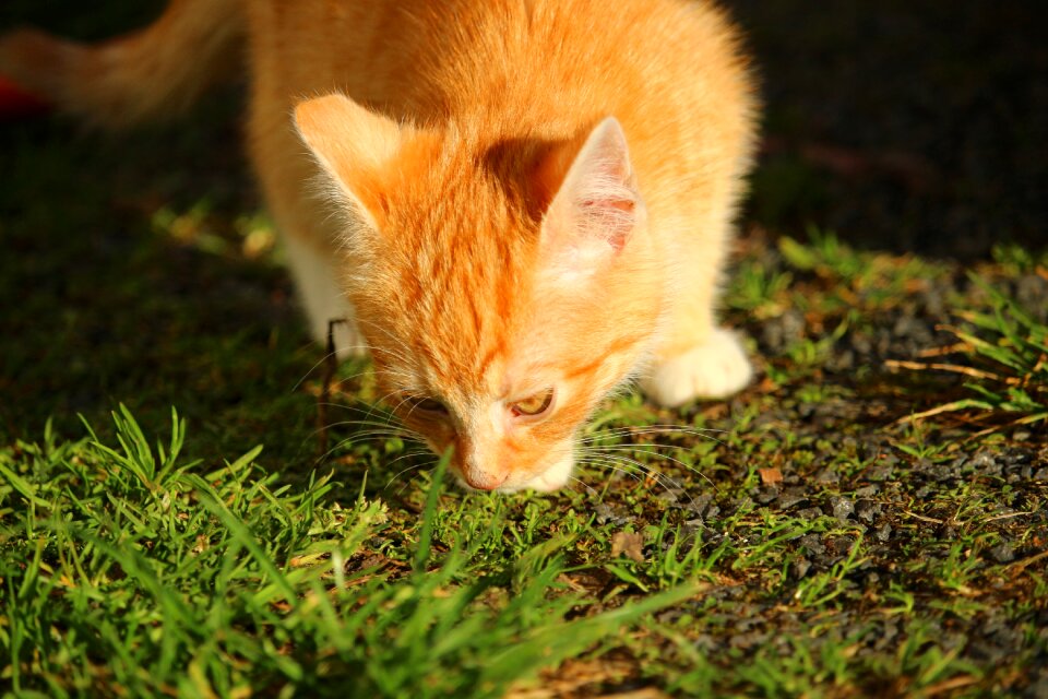 Young cats mackerel red mackerel tabby