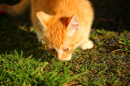 Young cats mackerel red mackerel tabby