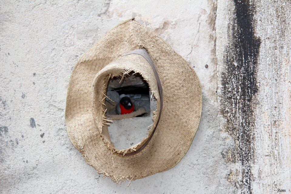 Shelter hat little bird