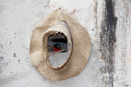 Shelter hat little bird