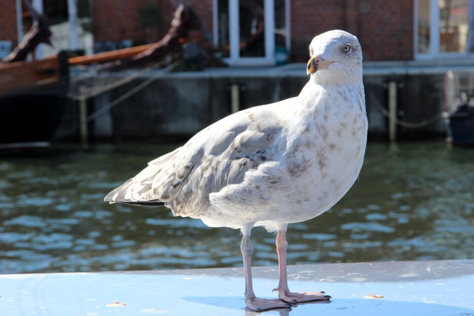 Seagull birds plumage