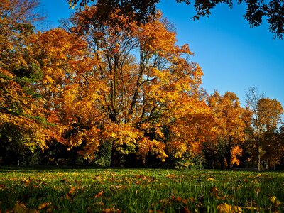 Fall foliage golden nature