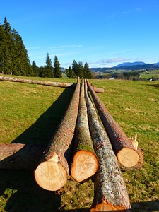 Wood tribe bark photo