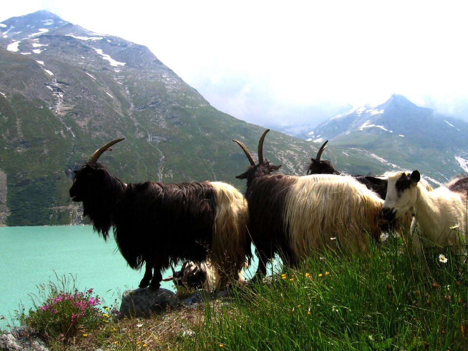 Goats view mountain lake