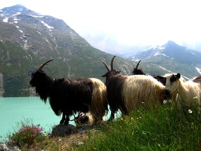 Goats view mountain lake
