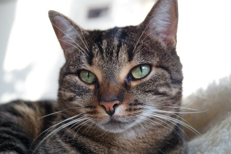 Pet domestic cat sweet