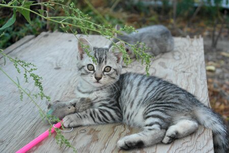 Toy grey fur stripes