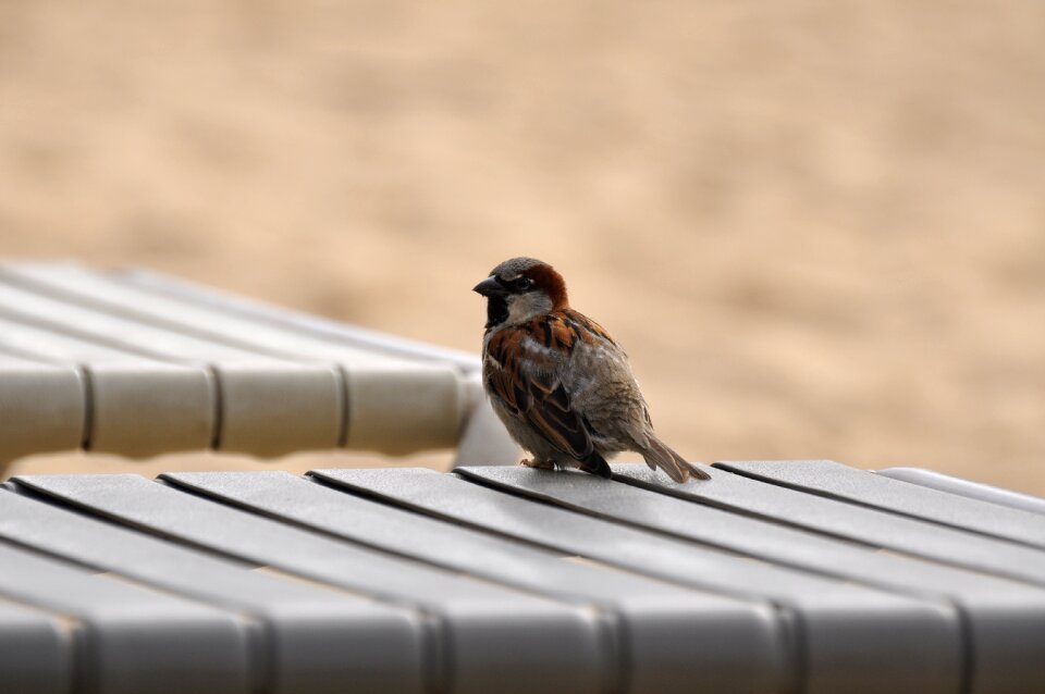 Wildlife plumage animal photo