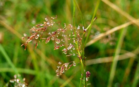 Grass drop of water close up photo