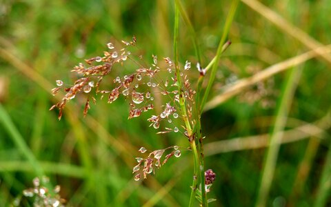 Grass drop of water close up