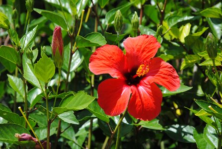 Red hibiscus exotic flower botany photo